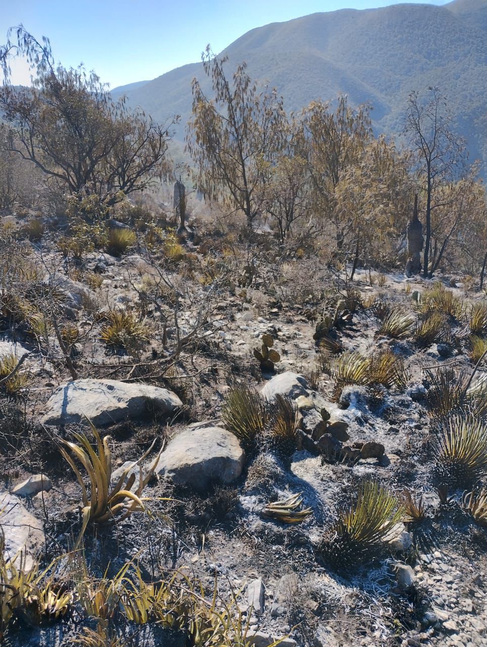 incendio forestal matehuala