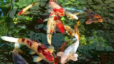 Peces Koi en Alameda de San Luis Potosí