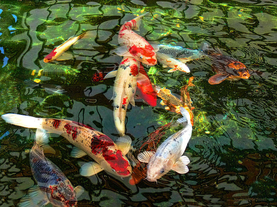 Peces Koi en Alameda de San Luis Potosí