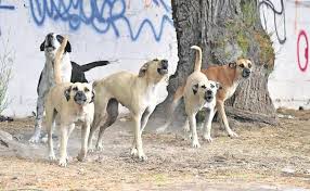 jaurias de perros atacan paciente Hospital General