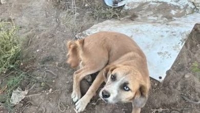 maltrato animal la hacienda gobierno municipal slp