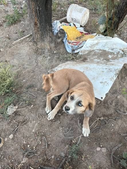maltrato animal la hacienda gobierno municipal slp