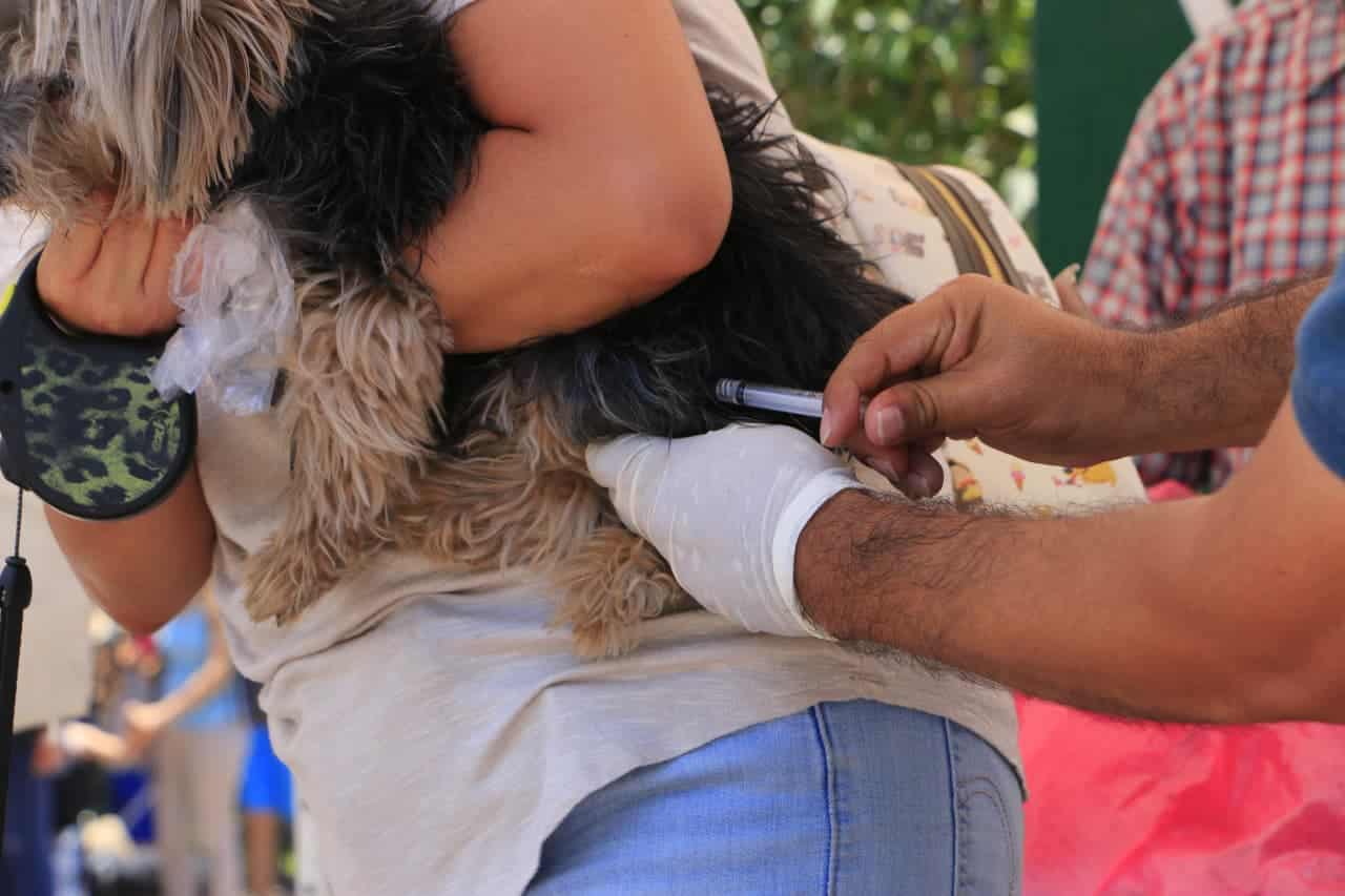 mascotas villa de pozos