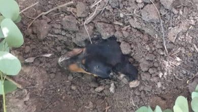 muere perrito enterrado vivo