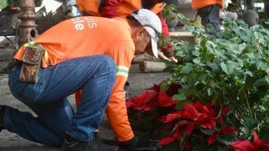 nochebuenas gobierno municipal slp