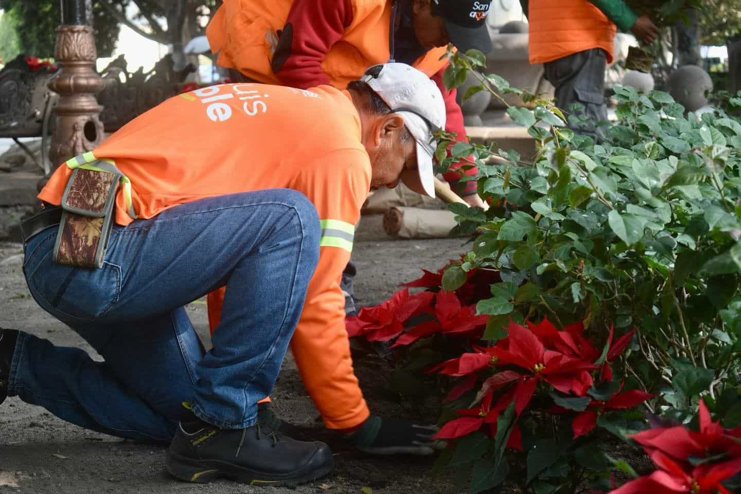nochebuenas gobierno municipal slp