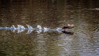 parque tangamanga 1 aves gobierno del estado
