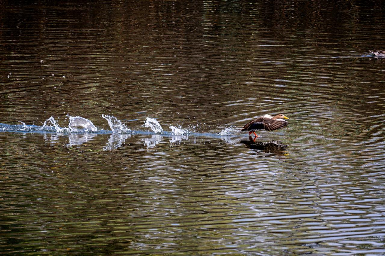 parque tangamanga 1 aves gobierno del estado