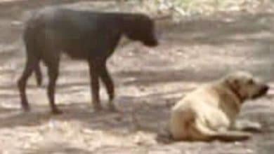 perrito santa martha