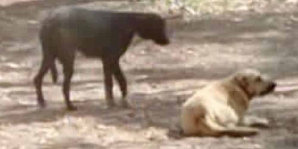 perrito santa martha