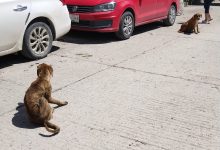 perritos callejeros