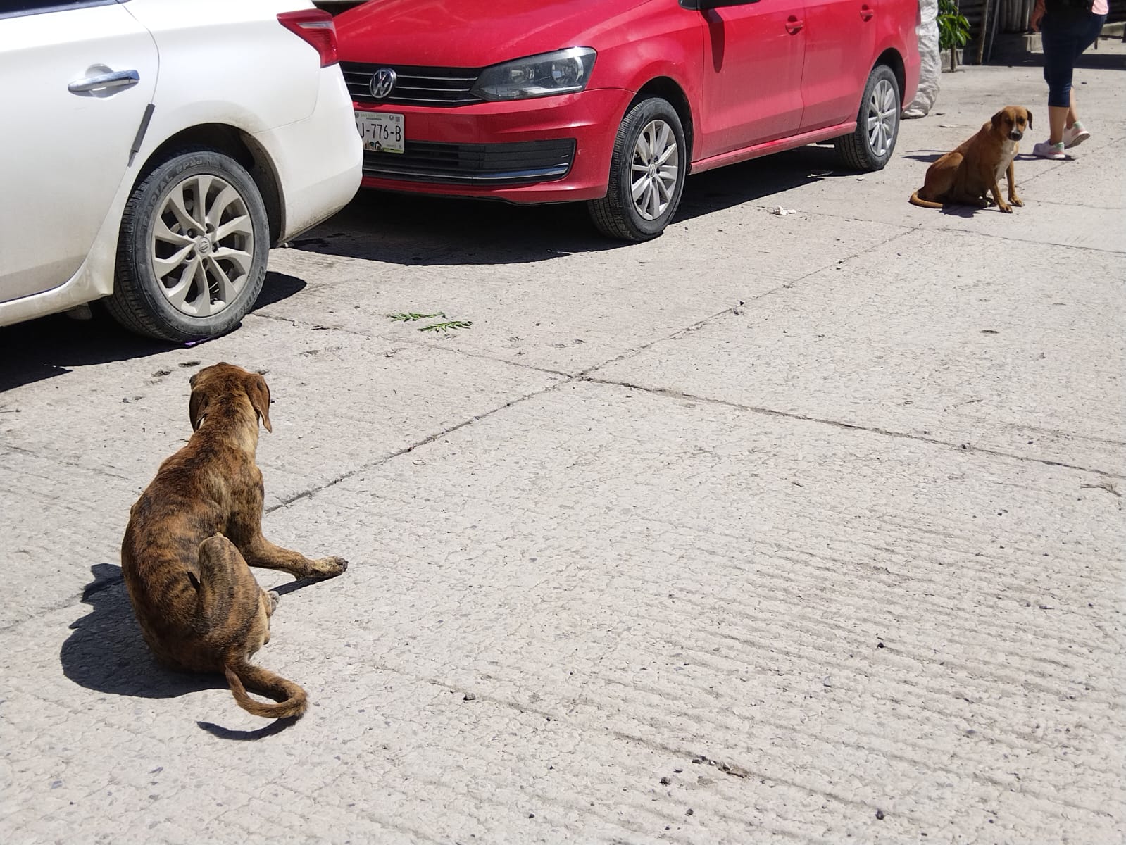 perritos callejeros