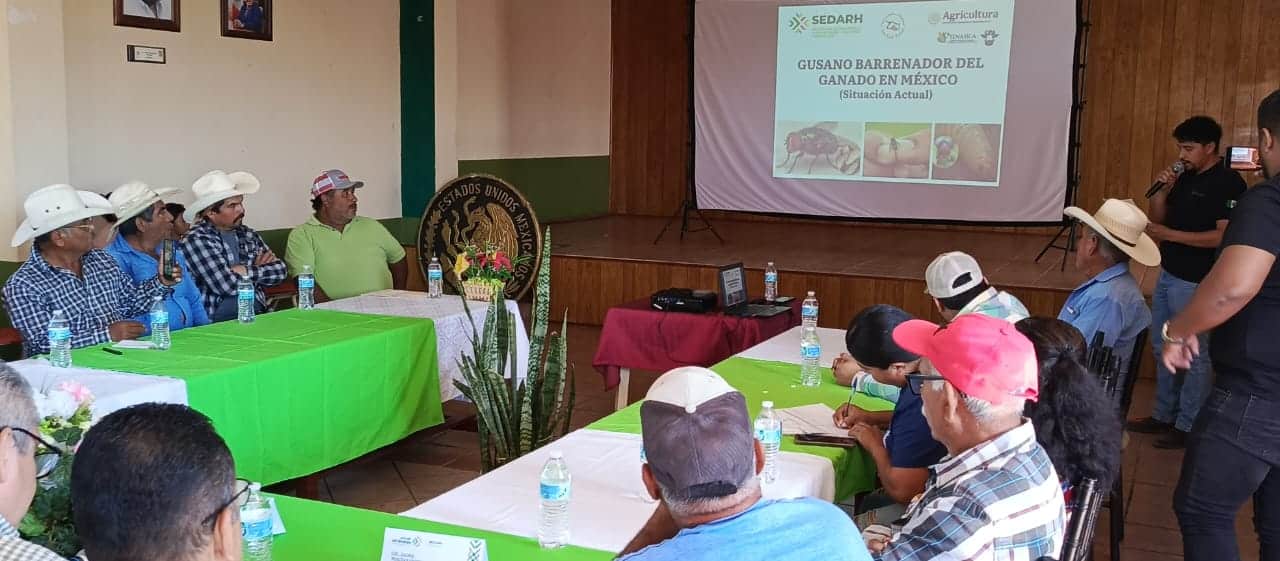 plaga sedarh gusano barrenador gobierno del estado