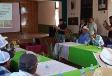 plaga sedarh gusano barrenador gobierno del estado