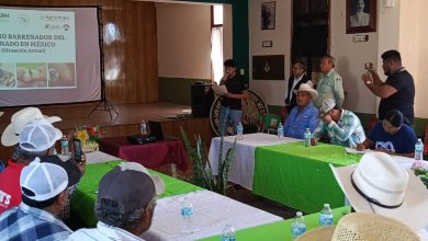 plaga sedarh gusano barrenador gobierno del estado