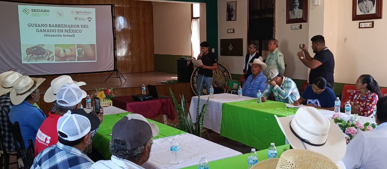 plaga sedarh gusano barrenador gobierno del estado