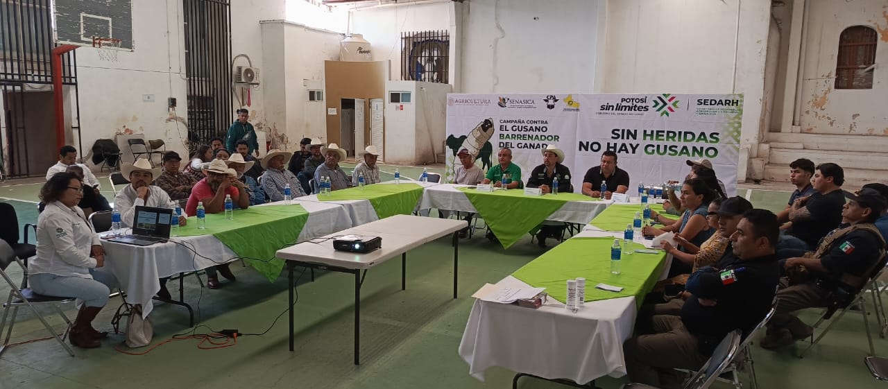 plaga sedarh gusano barrenador gobierno del estado