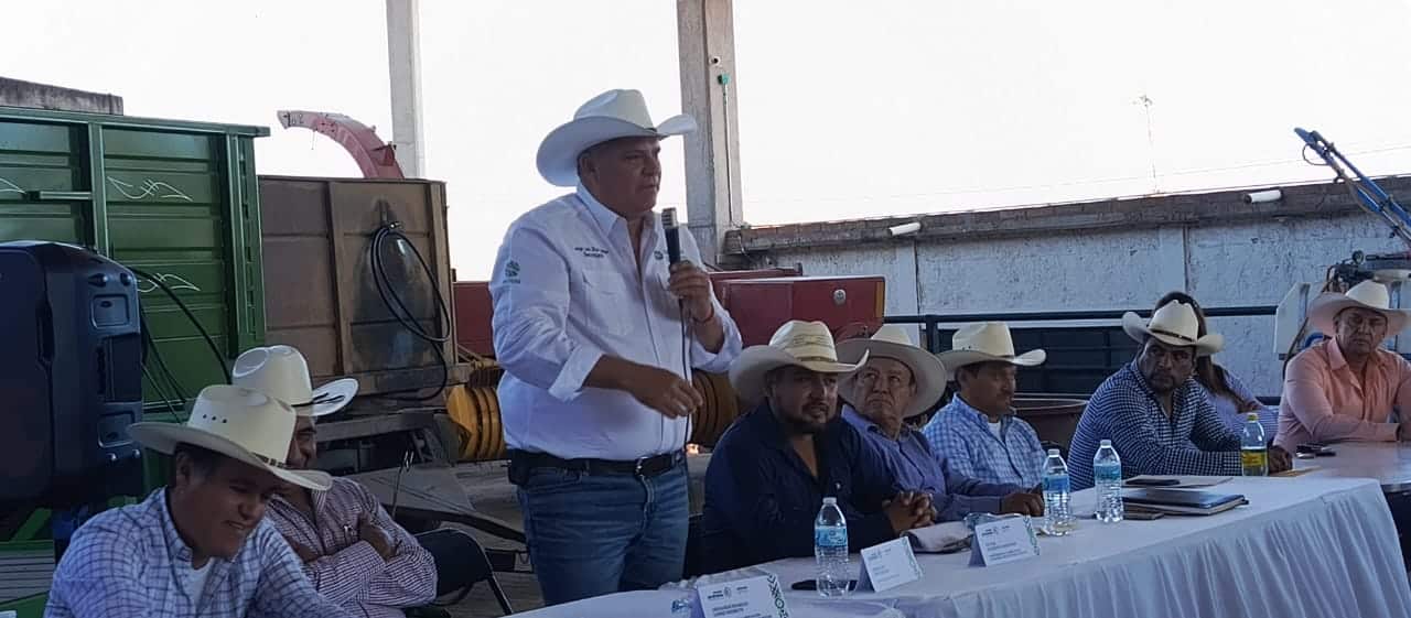 plaga sedarh gusano barrenador gobierno del estado