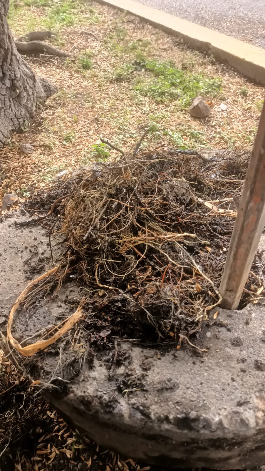raíces gobierno municipal slp interapas