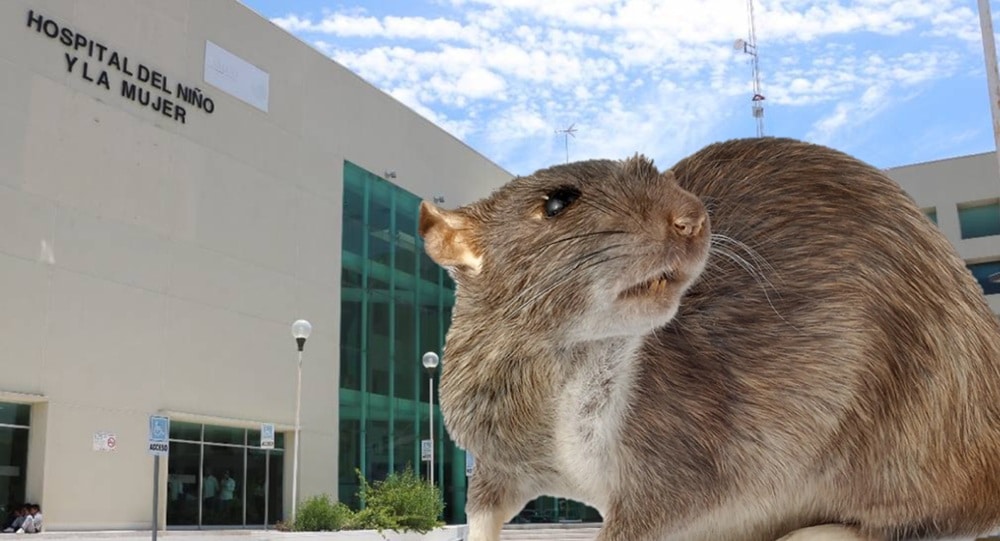 ratas hospital del niño y la mujer