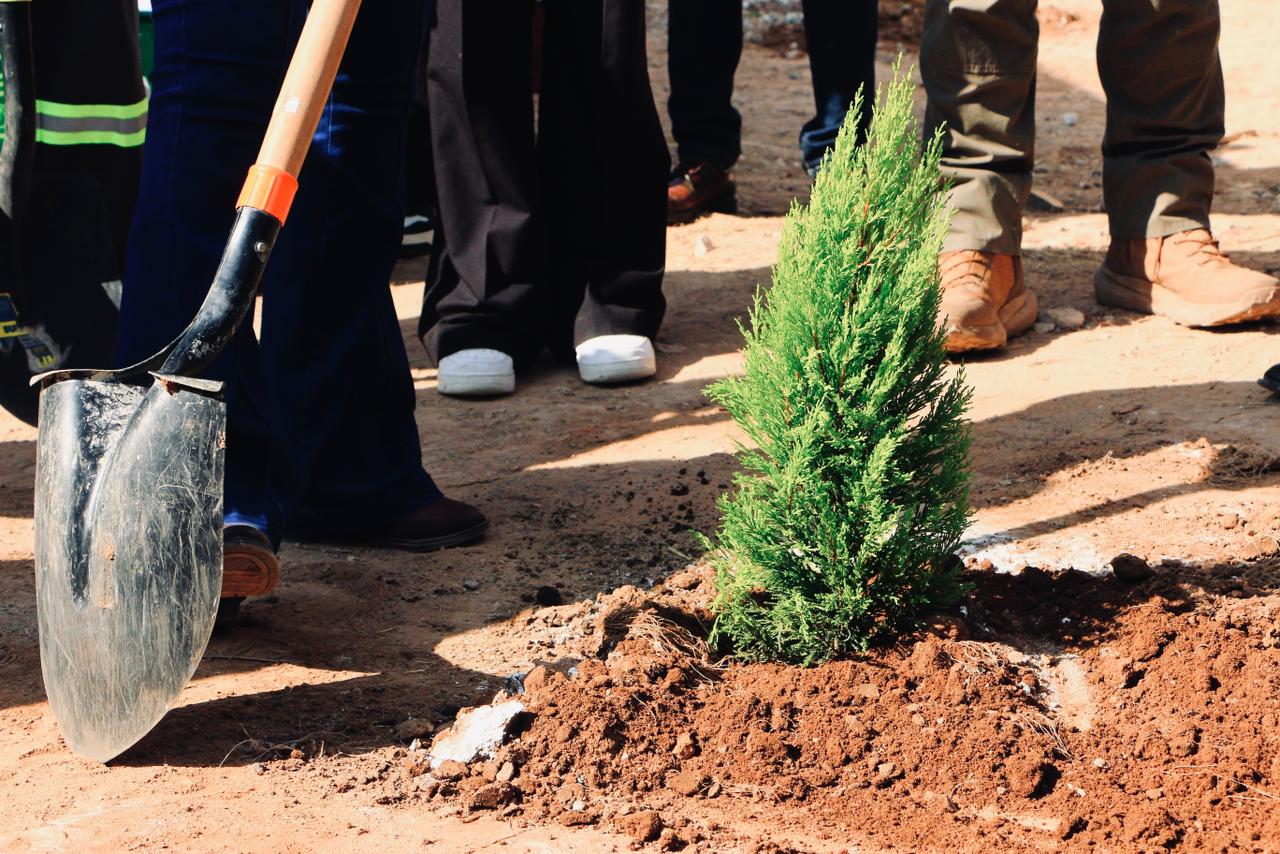 reforestación villa de pozos