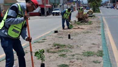 reforestacion villa de pozos