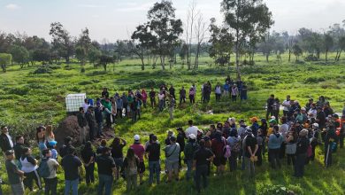reforestación parque tangamanga