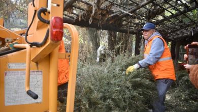 árboles navidad gobierno municipal slp