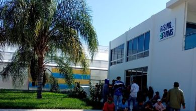 rising arms ciudad fernández