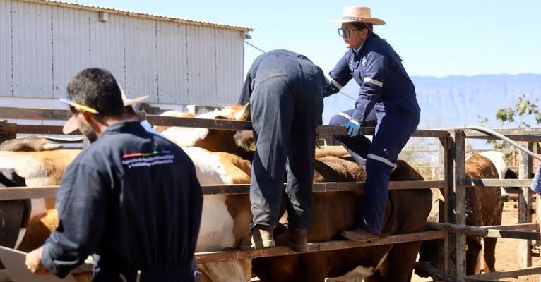 vigilancia sanitaria gusano barrenador gobienro del estado