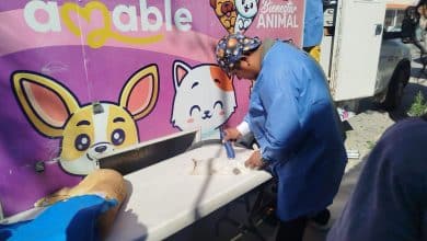 vida sana salud animales