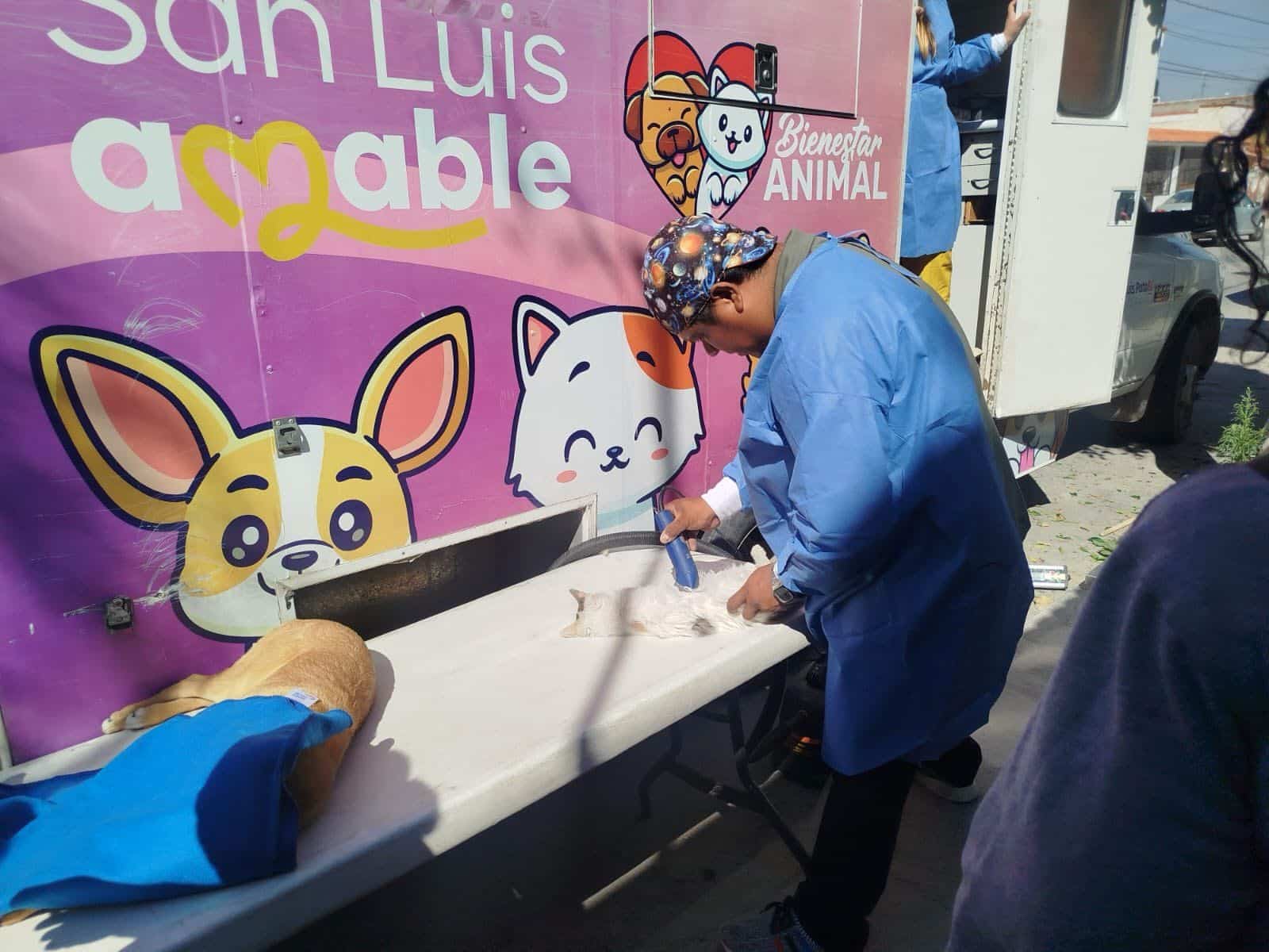 vida sana salud animales