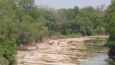 se seco el rio valles