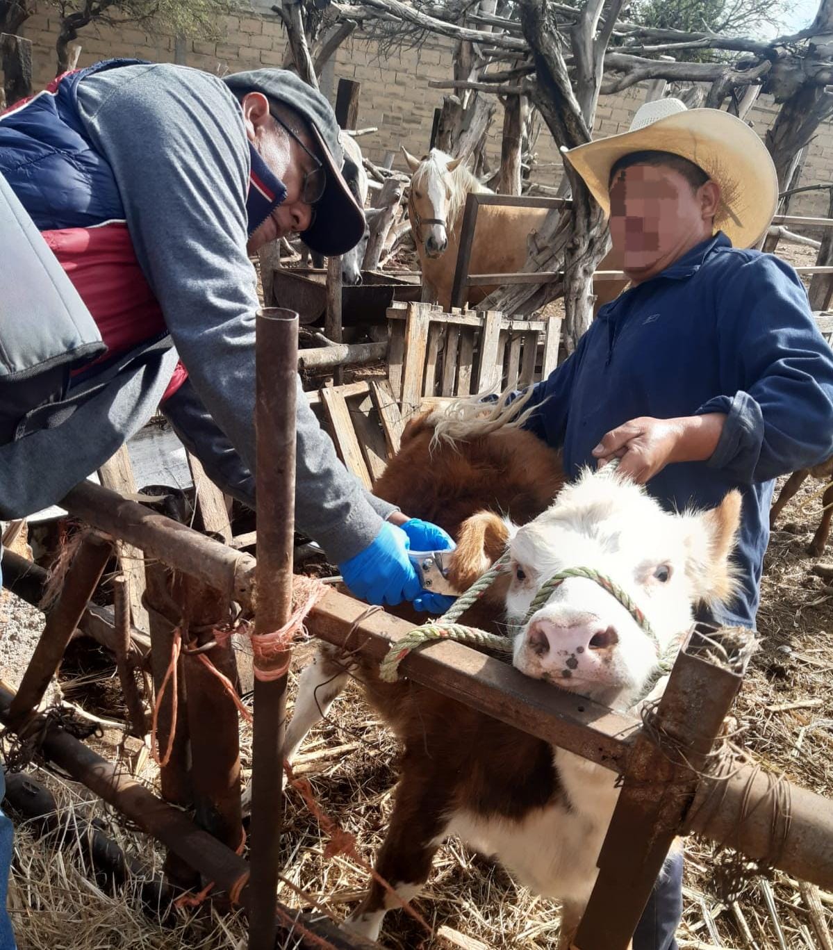 vacunación ganado soledad