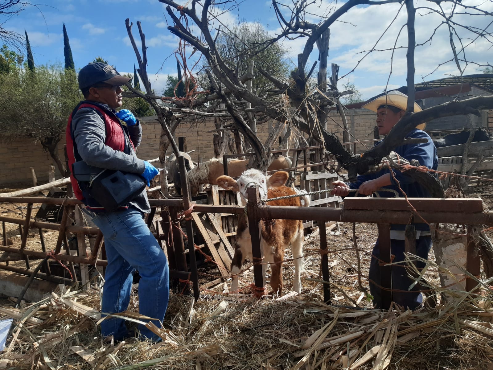 vacunación ganado soledad