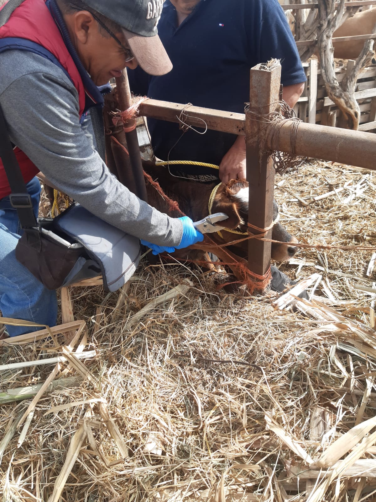 vacunación ganado soledad
