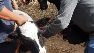 vacunación ganado soledad