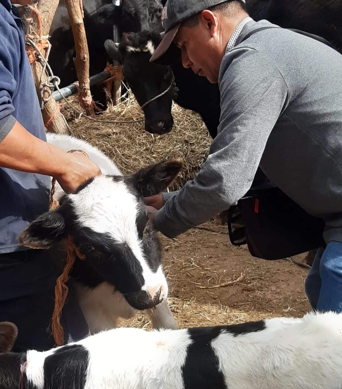 vacunación ganado soledad