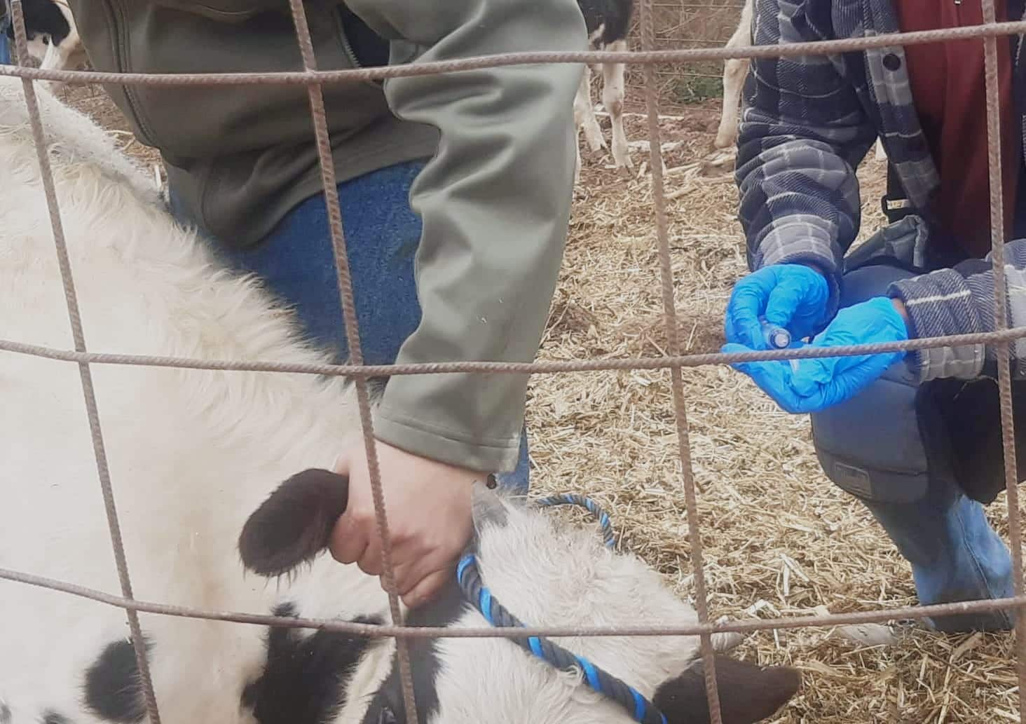 vacunación ganado soledad